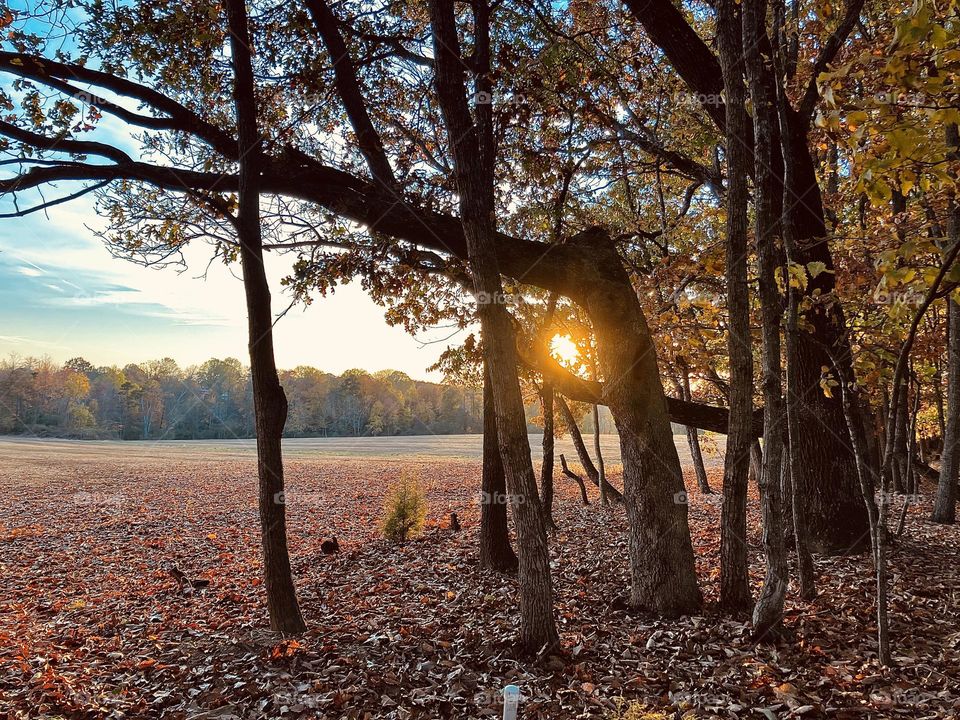 Sun Peaking Through 