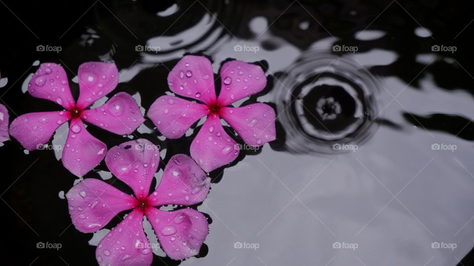 flowers on the water