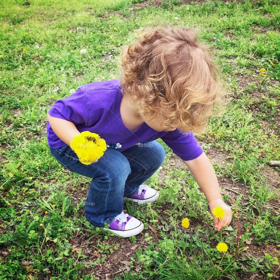 Picking Dandelions