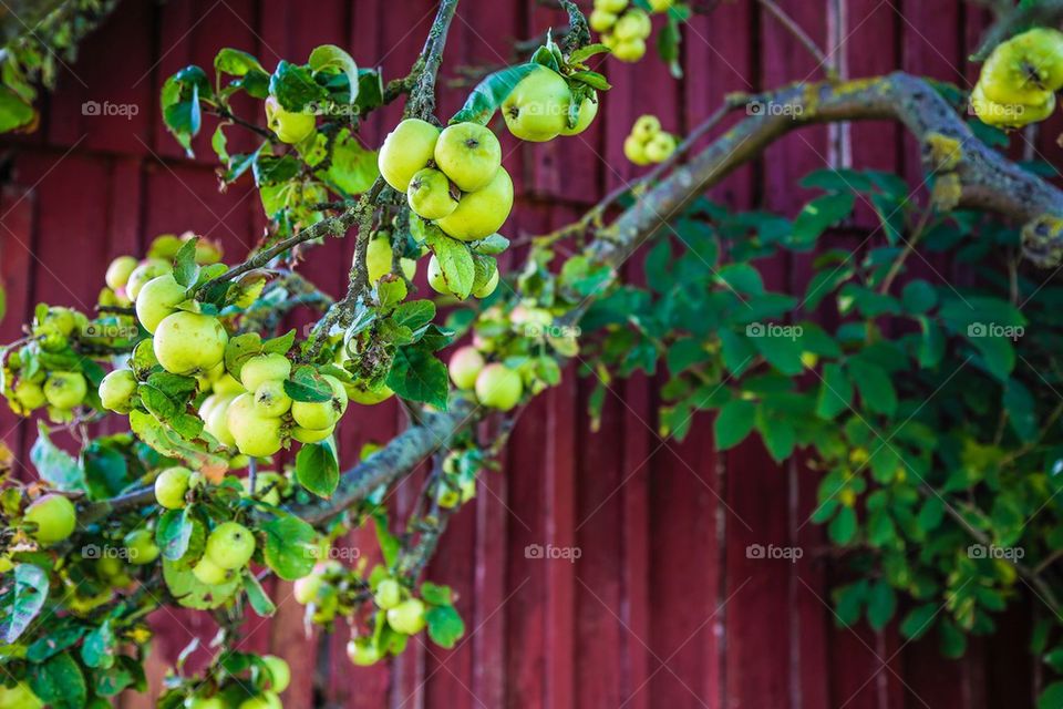 Food and nature