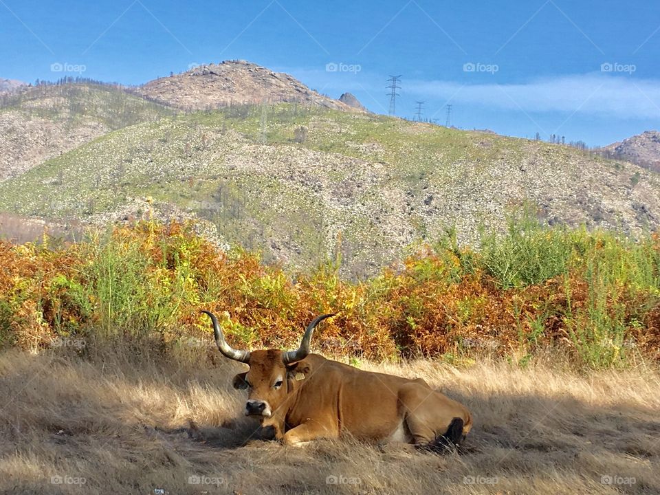 Cow in the fields 