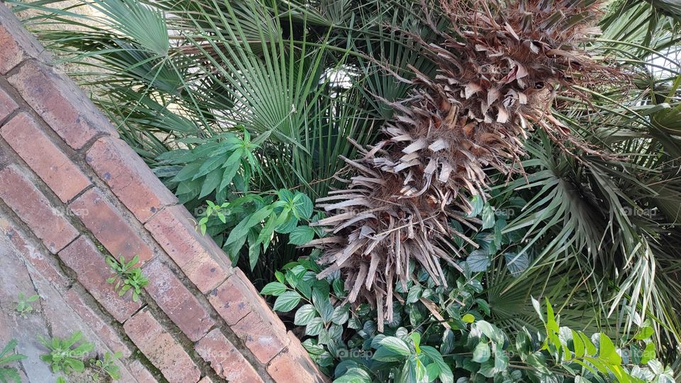 Plants and tree