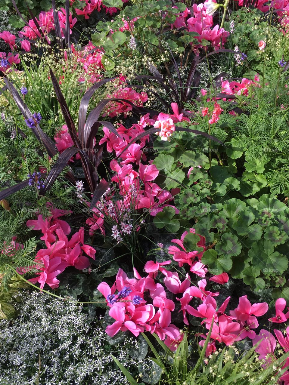 Pink mediterranean flowers