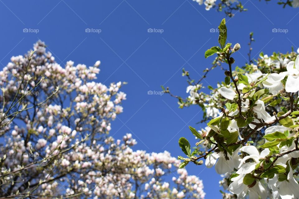 Beauty of spring greenery 