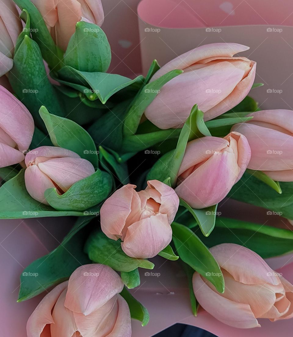 tulips