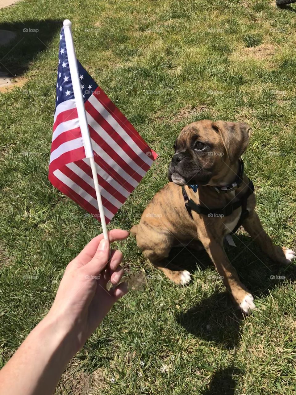 Our sweet brindle boxer puppy dog looking at the American flag on a July afternoon . USA, America 