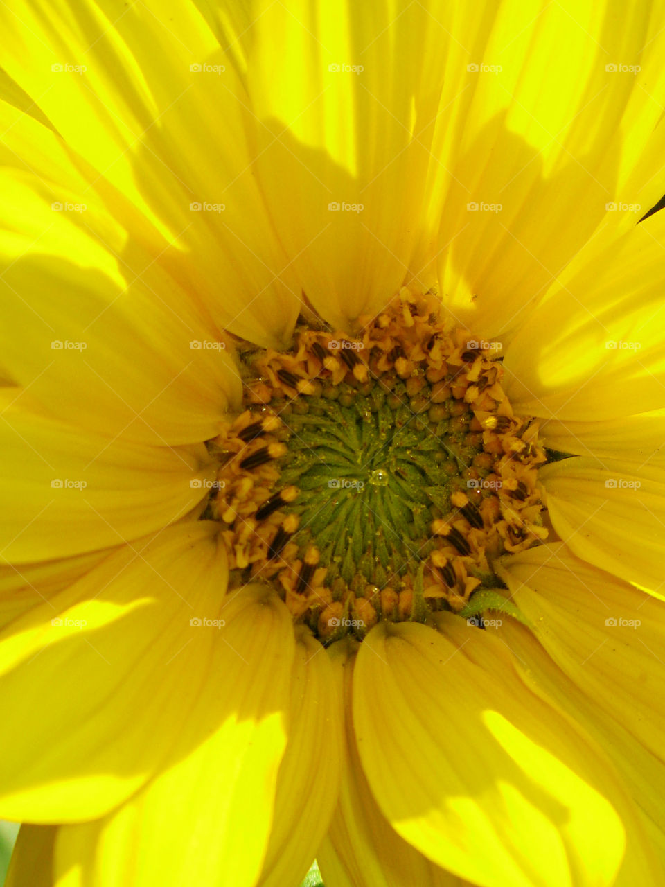 Sunflower Close-up