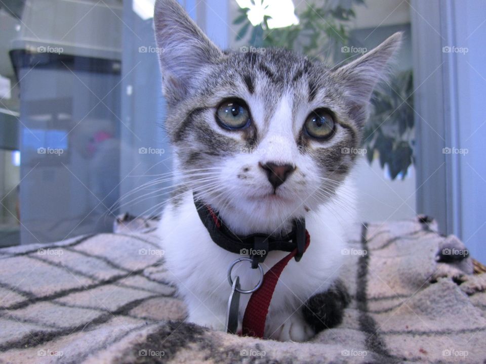 Big Eyes. Kitten with big eyes waiting for new home