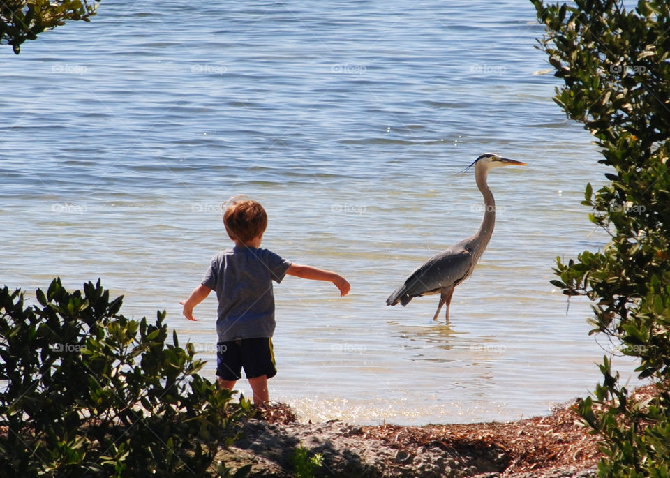 small young child enjoying nature and chasing a large bird near the water at the beach