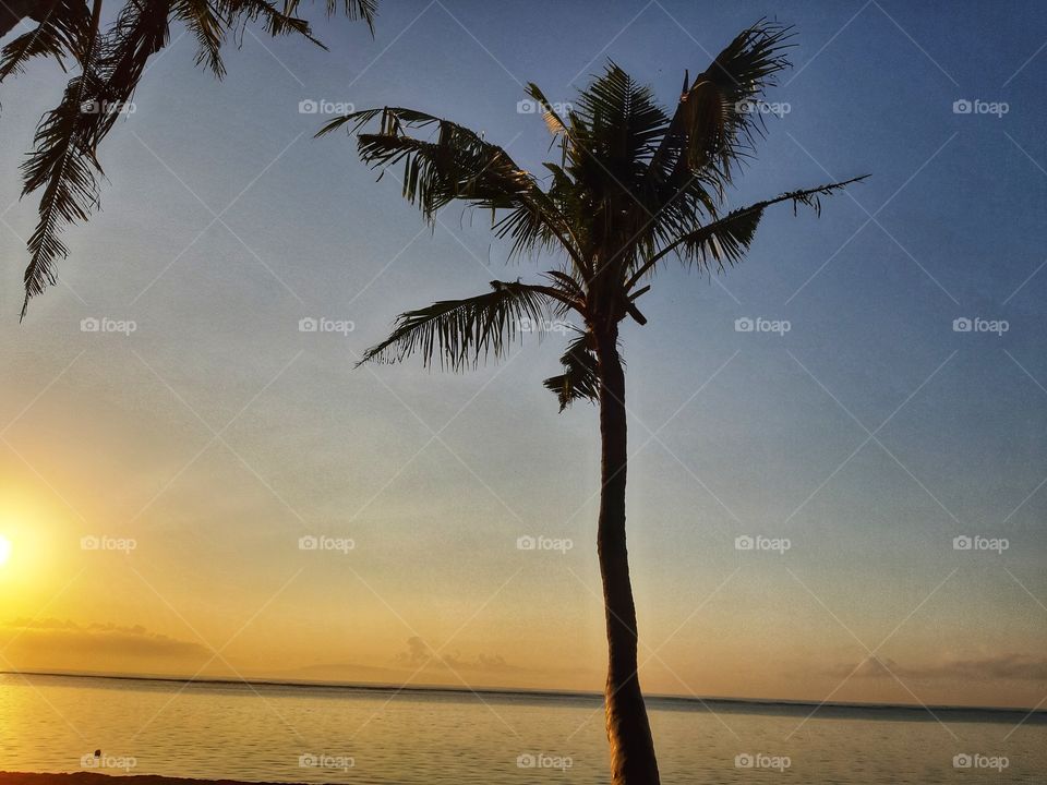 a coconut tree and sunrise view is the perfect combination