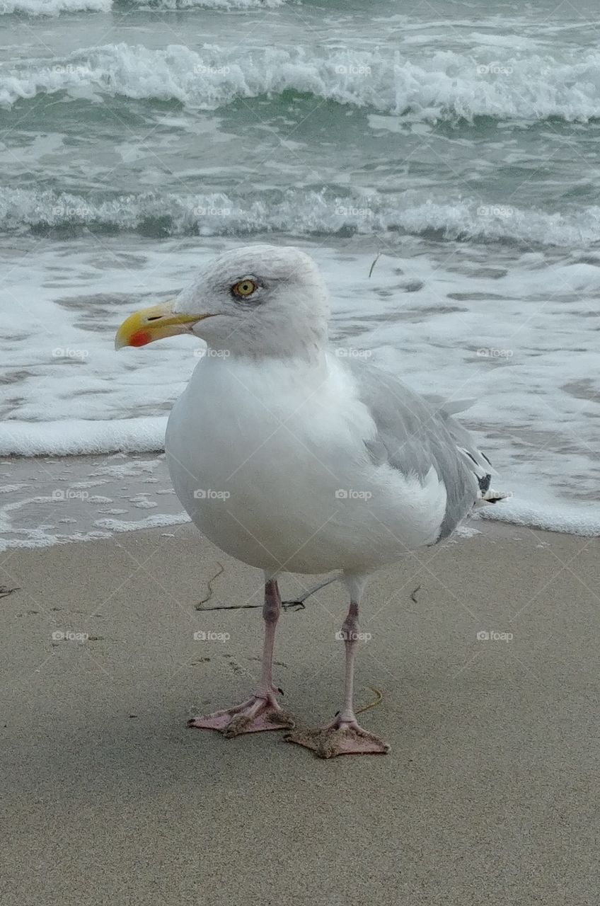 bird Möwe Vogel Meer maritim Seevogel wasser sea strand beach