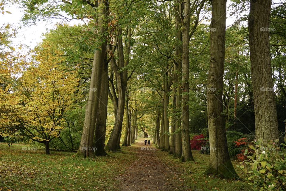 Everlasting love .... elderly couple holding hands in the forest 