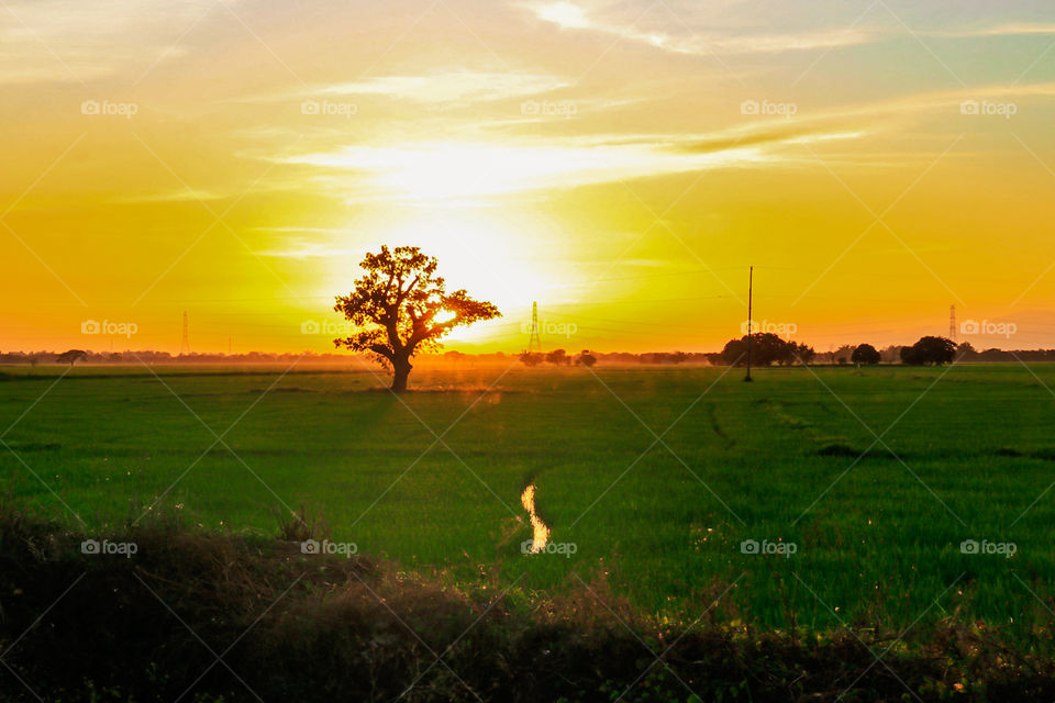 Every sunset in the fields, a new hope for the rice Farmers.
