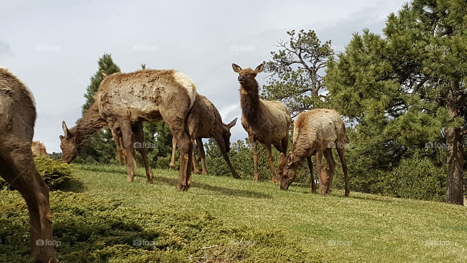 Elk