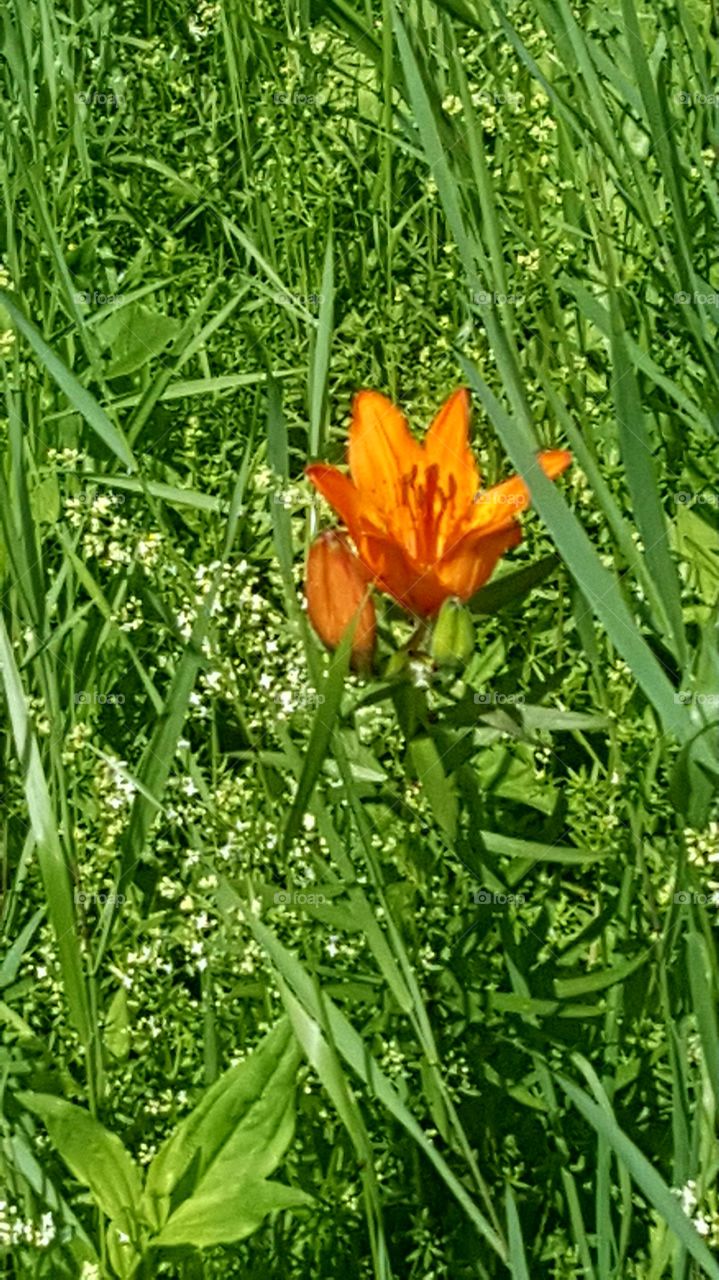 orange flower