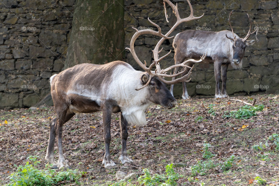 Two reindeer 4