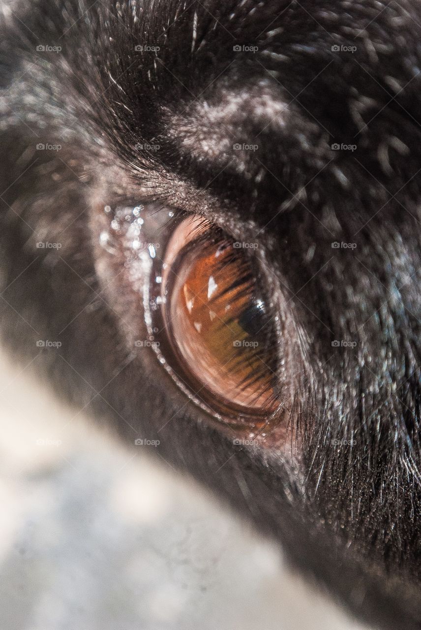 animal eyes 