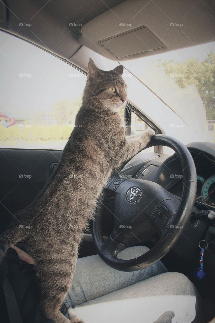 Mommy, please let me drive? Pretty please??? (Toyota, the easiest car to drive)