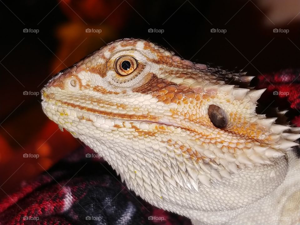 bearded dragon