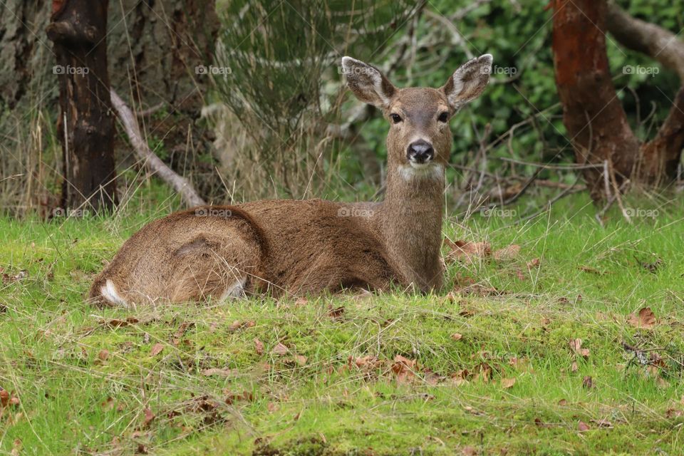 Deer on a green grass