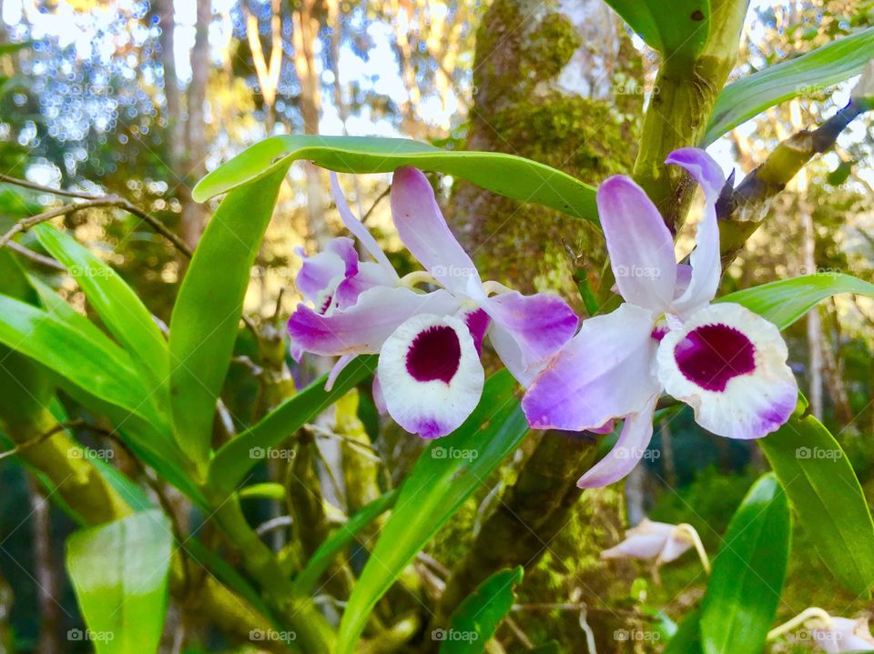 Orquídea 