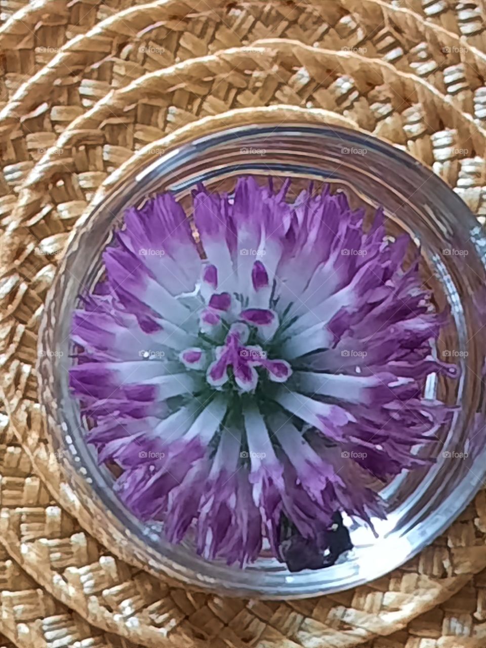 pink clover in small glass with water