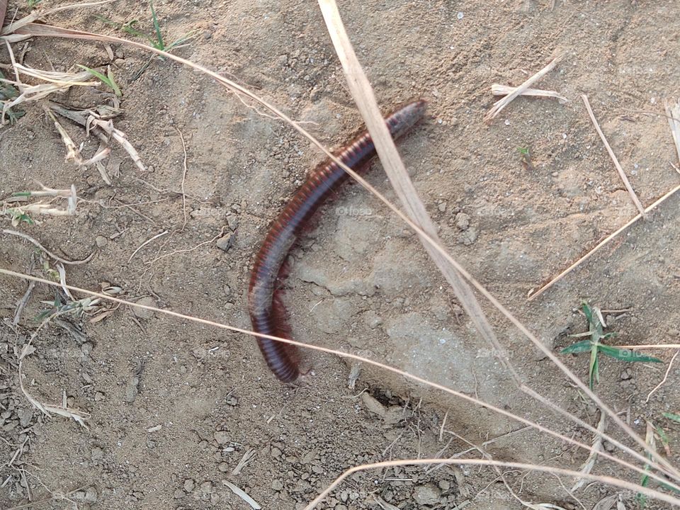 beautiful centipede.