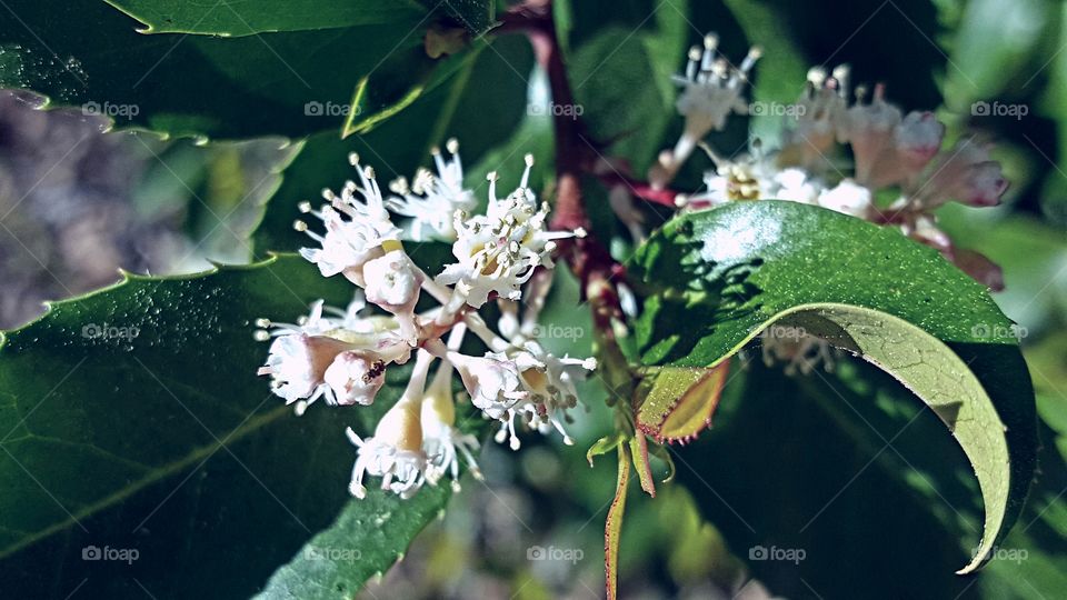 A close up of white flowers starting to bloom in the afternoon sun.