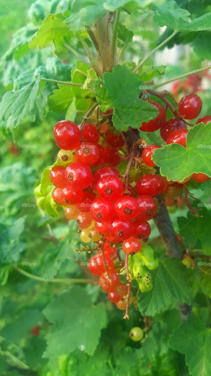 red currant