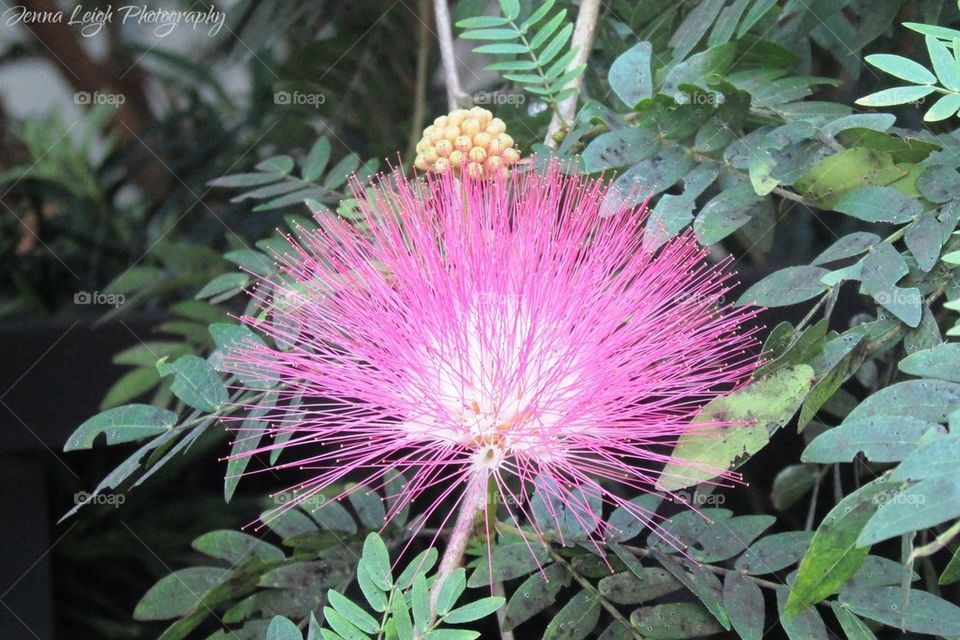 Mimosa Quadrivalvis (Fourvalve Mimosa)