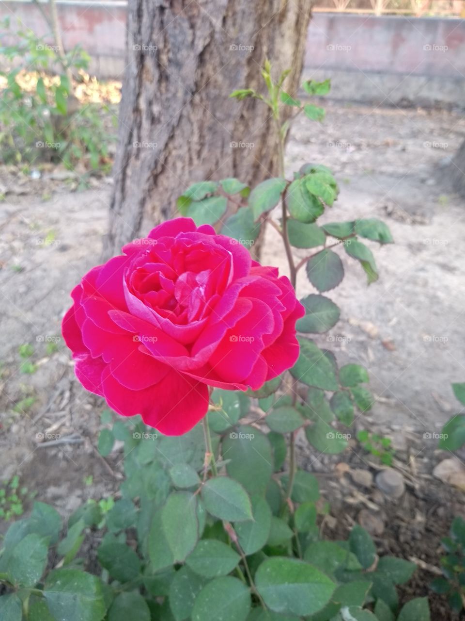 rose