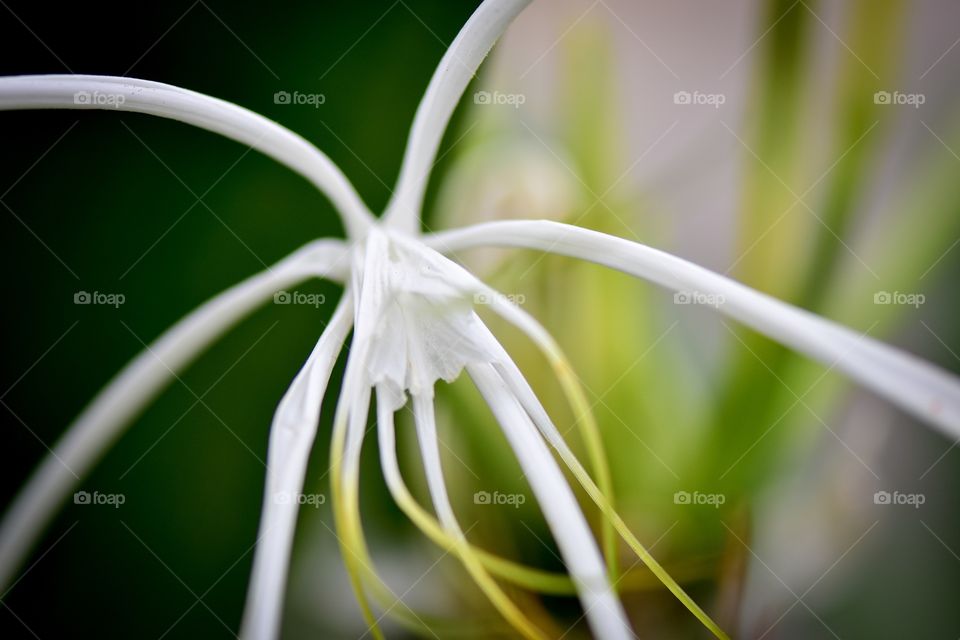 Macro shot of flower