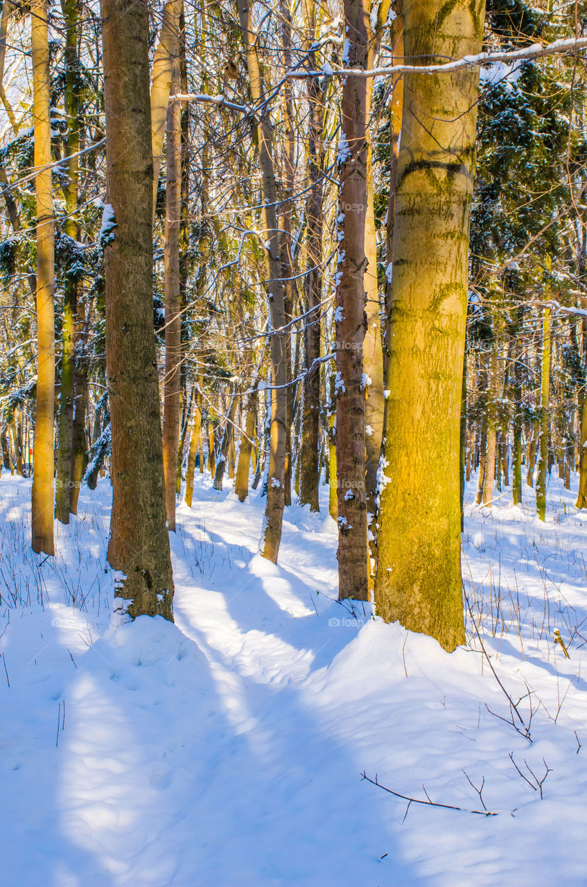 winter landscape