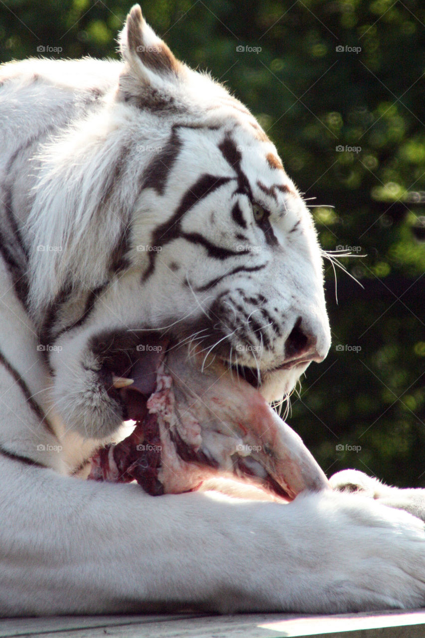 White tiger eating 