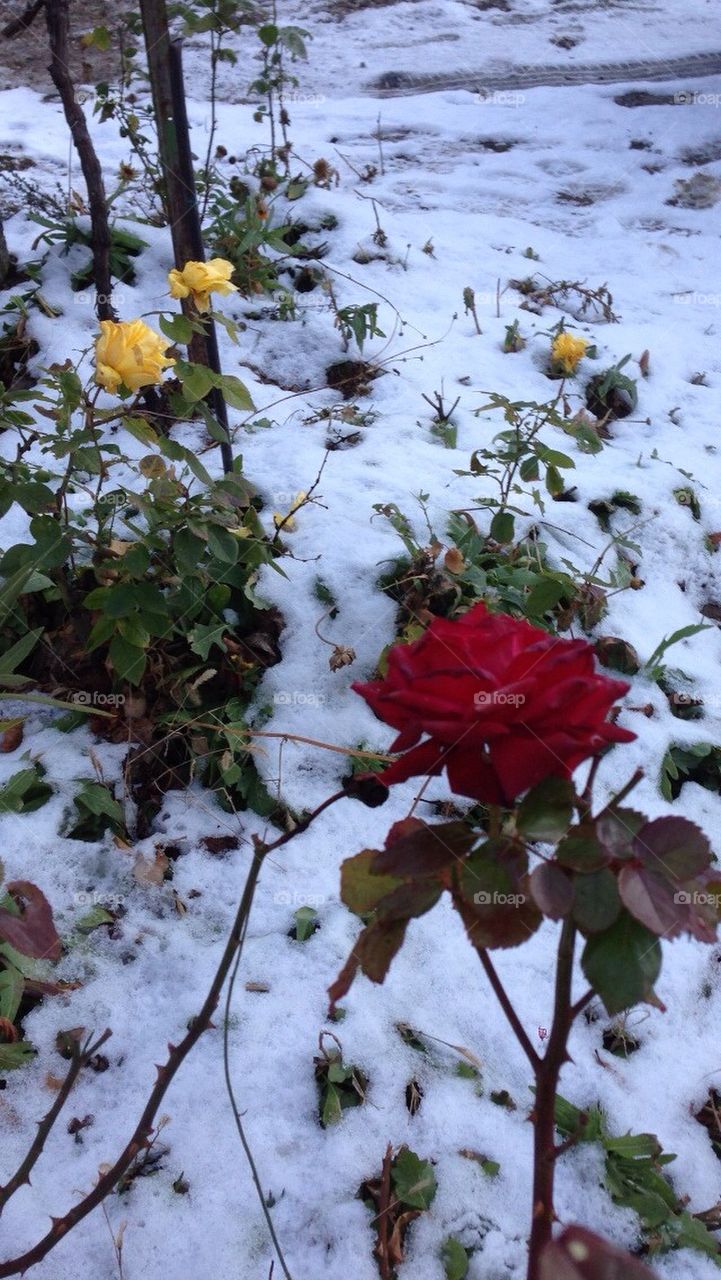 Roses snow Provence France