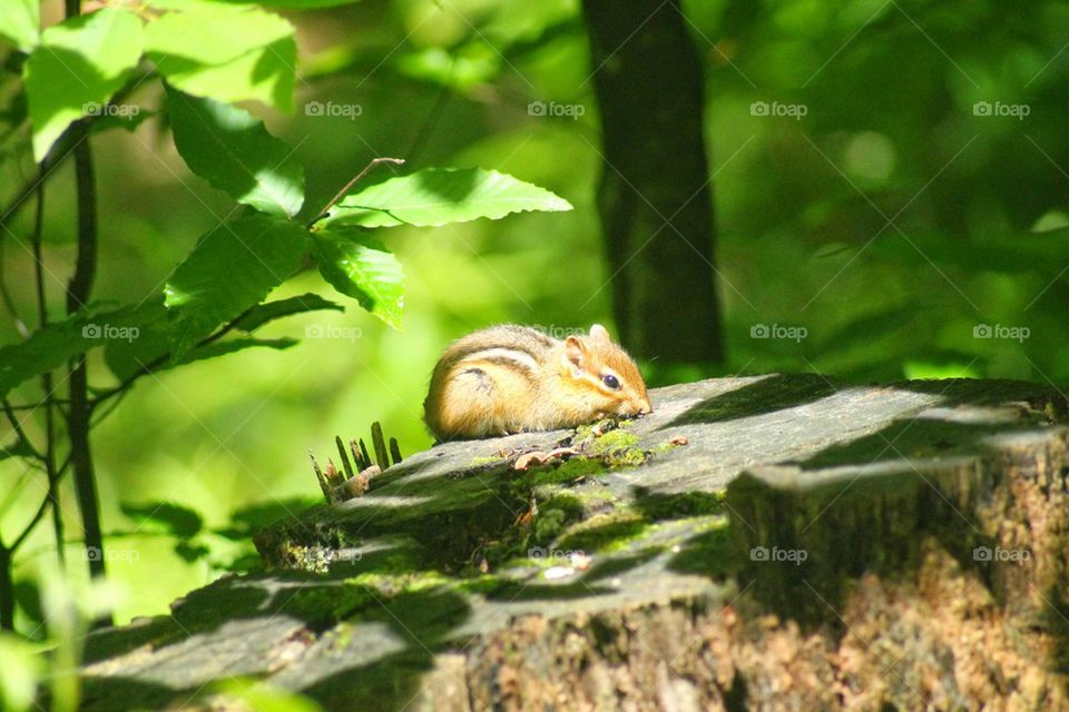 chipmunk