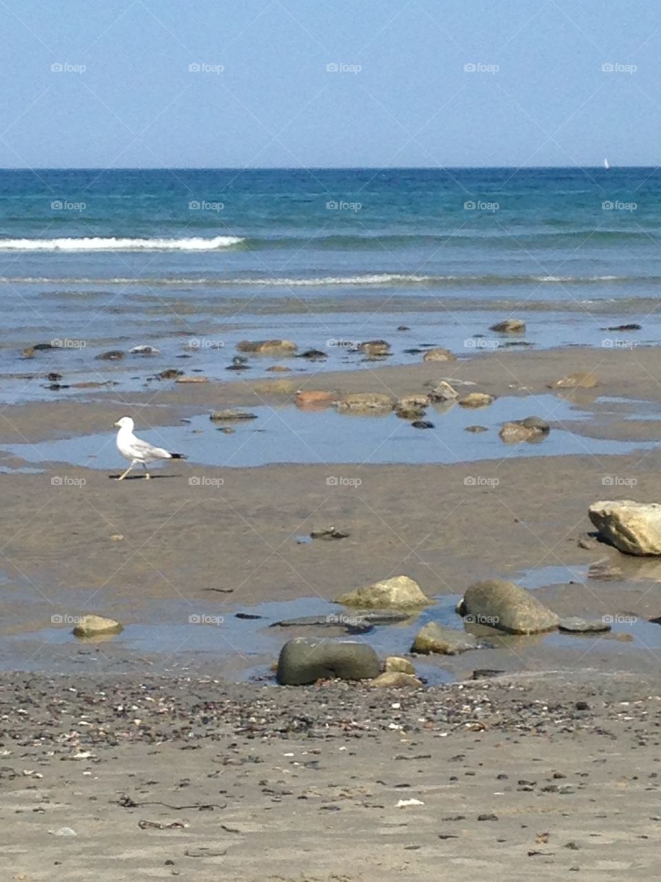 Seagull taking a stroll. Hampton Beach NH