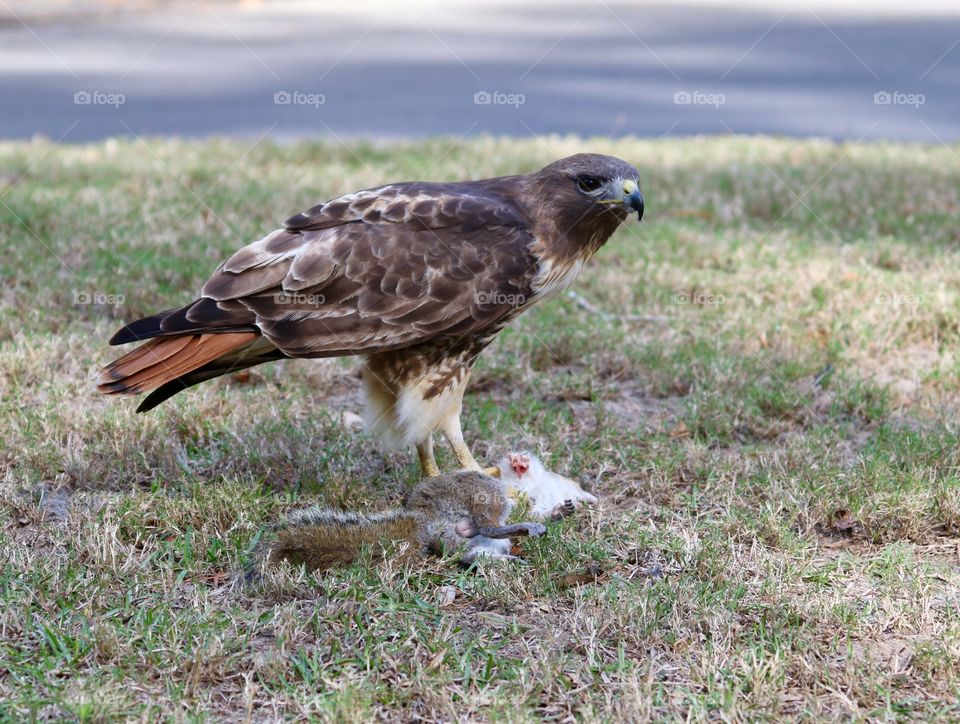 Red-tail hawk eating squirrel