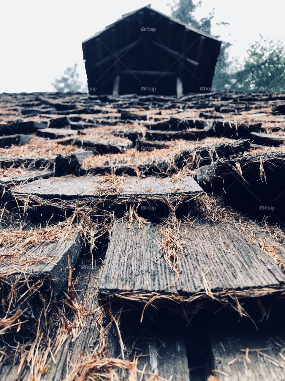 roof, tile, hut, wooden roof, moss on the roof,