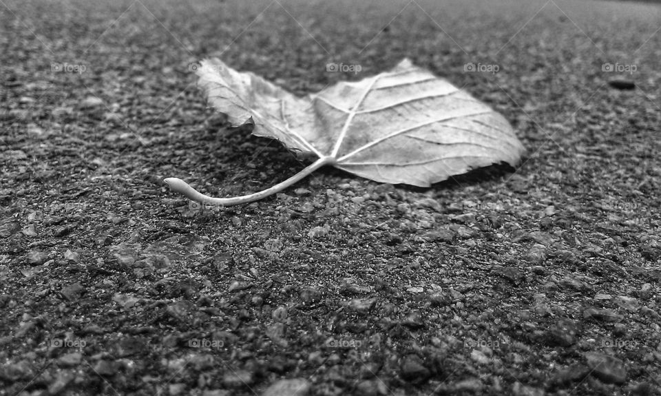 black and white photo of the autumn leaf