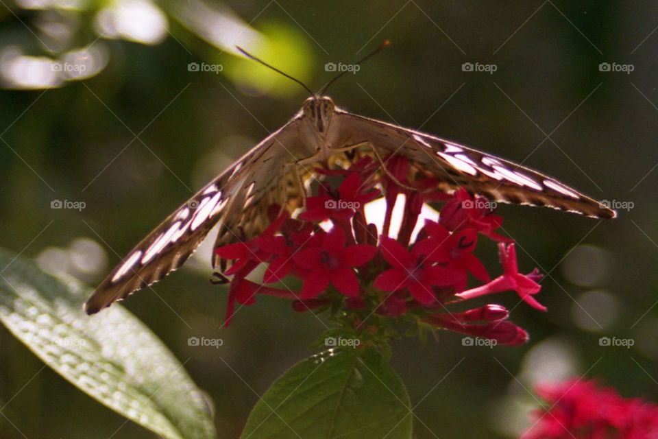 A different view of a butterfly 