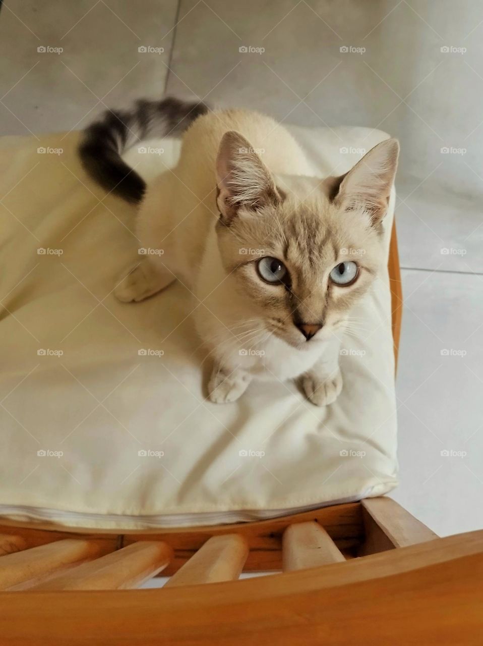 Cats are used for so many symbologies... but, in fact, they are the pure symbology of love, that's why the muzzles are heart-shaped!