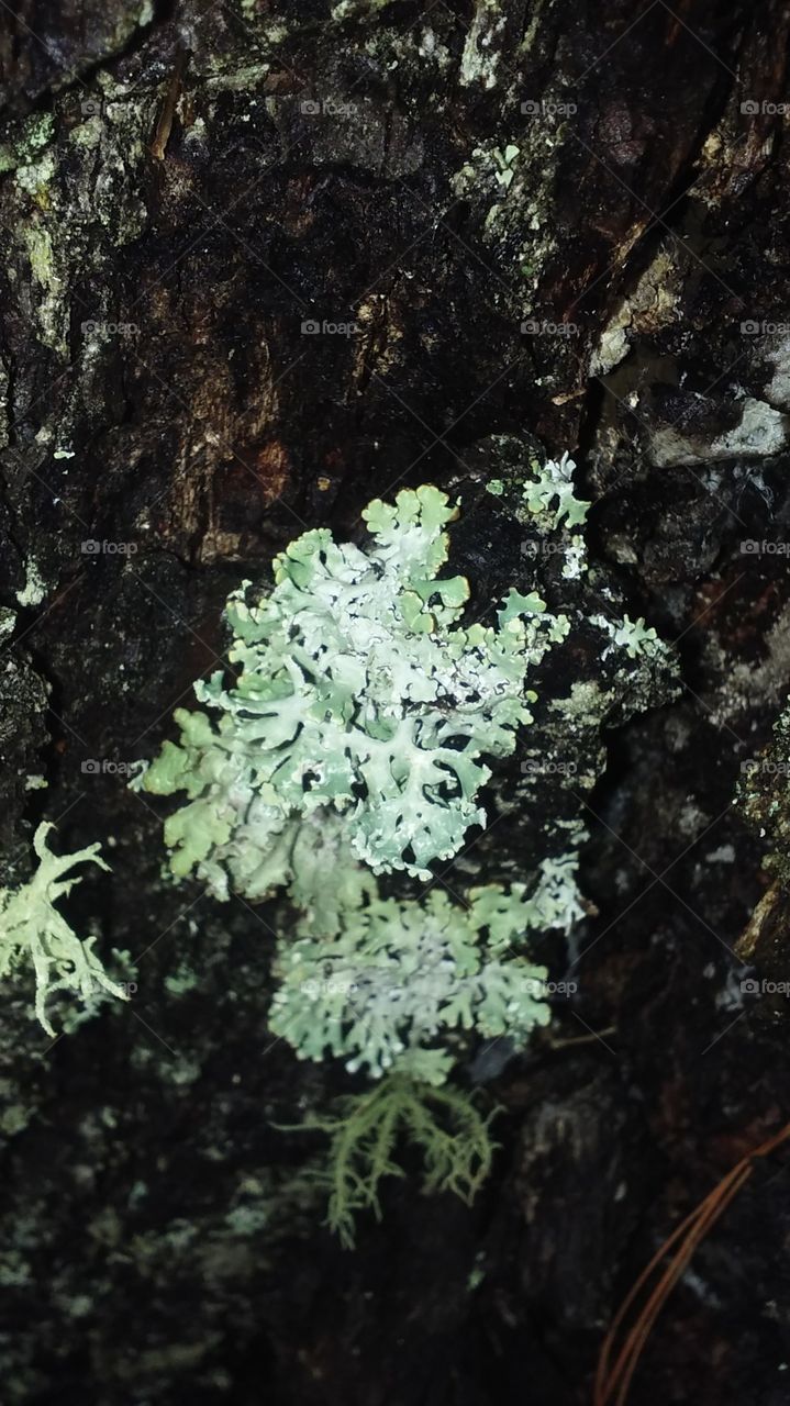 Growing on the bark of a white pine tree