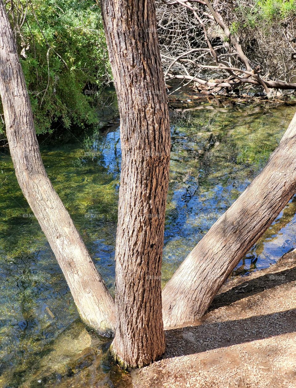 Three Tree Trunks by Creek