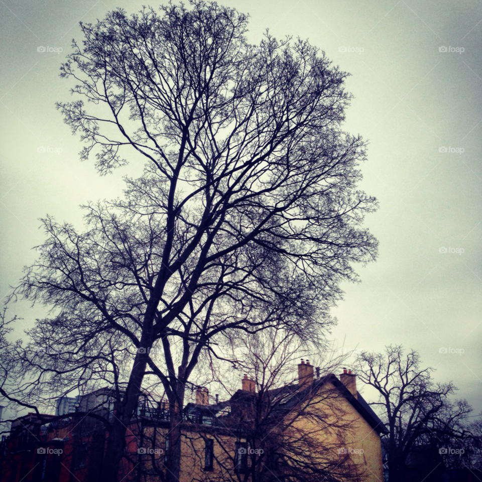 winter garden tree life by byg