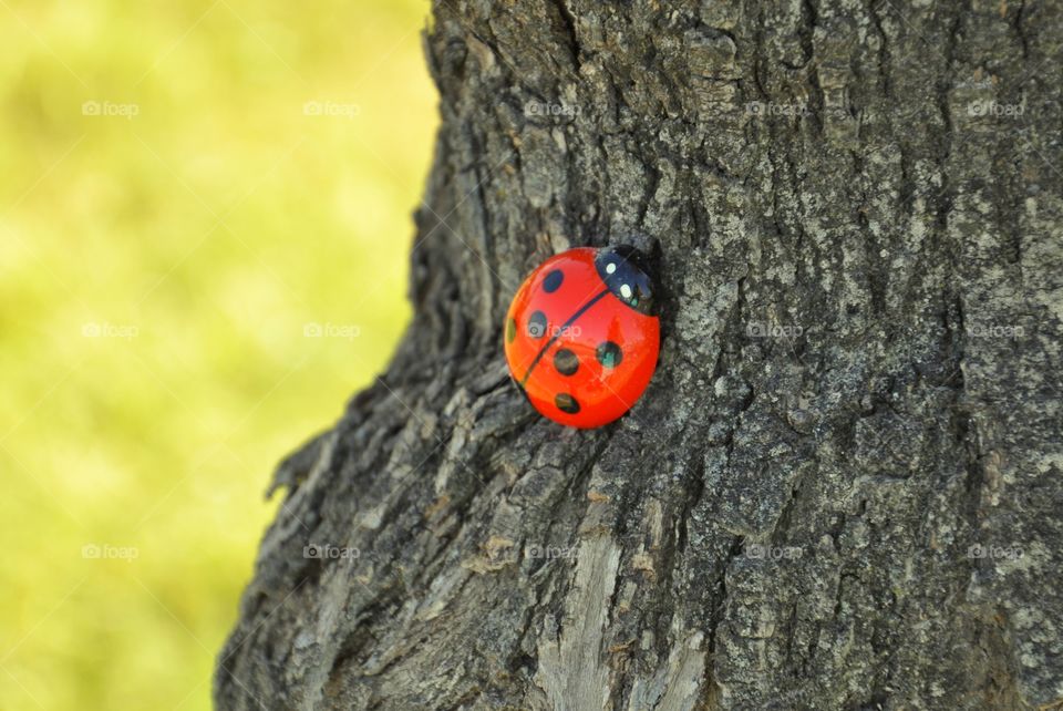 Ladybird