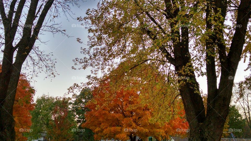 Tree, Fall, Leaf, Nature, Park