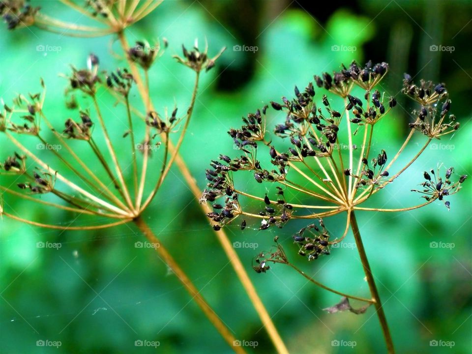 Close-up of flowers