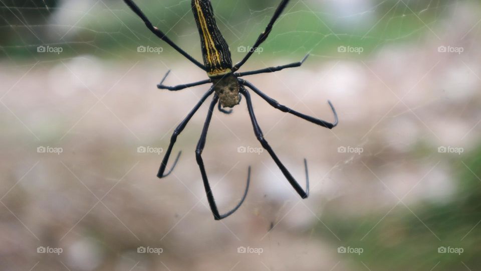 The Nephila pilipes spider is one of the largest types of spiders and is known in Indonesia under the names weaver spider, golden ball weaver spider, golden ball web spider