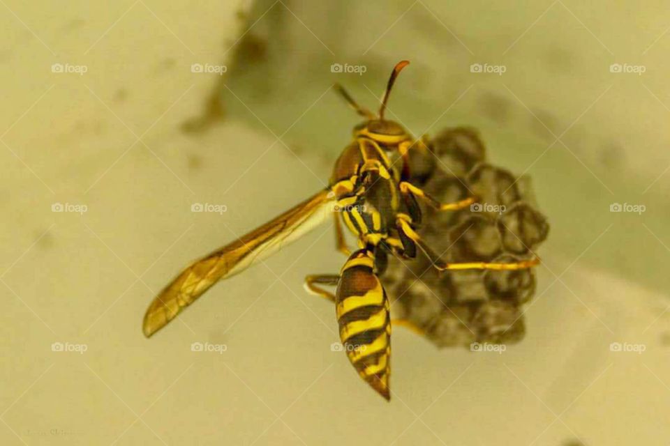 Yellow Jacket on Nest